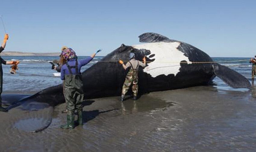 Ya son 13 las ballenas muertas en Chubut